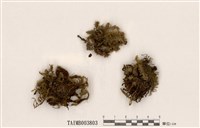 藏品(尖葉油苔)的圖片